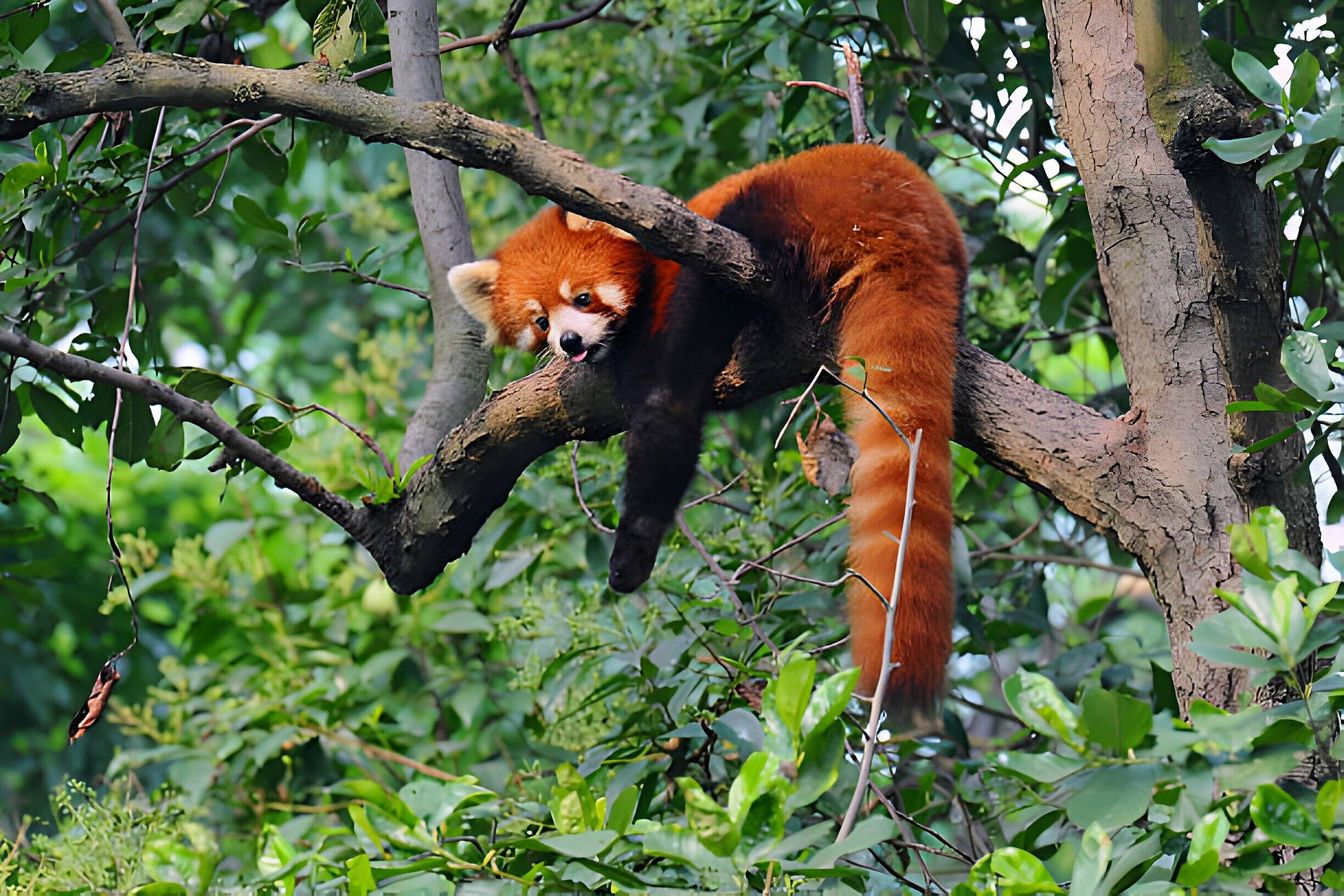 Het volgen van de bedreigde rode panda in Nepal