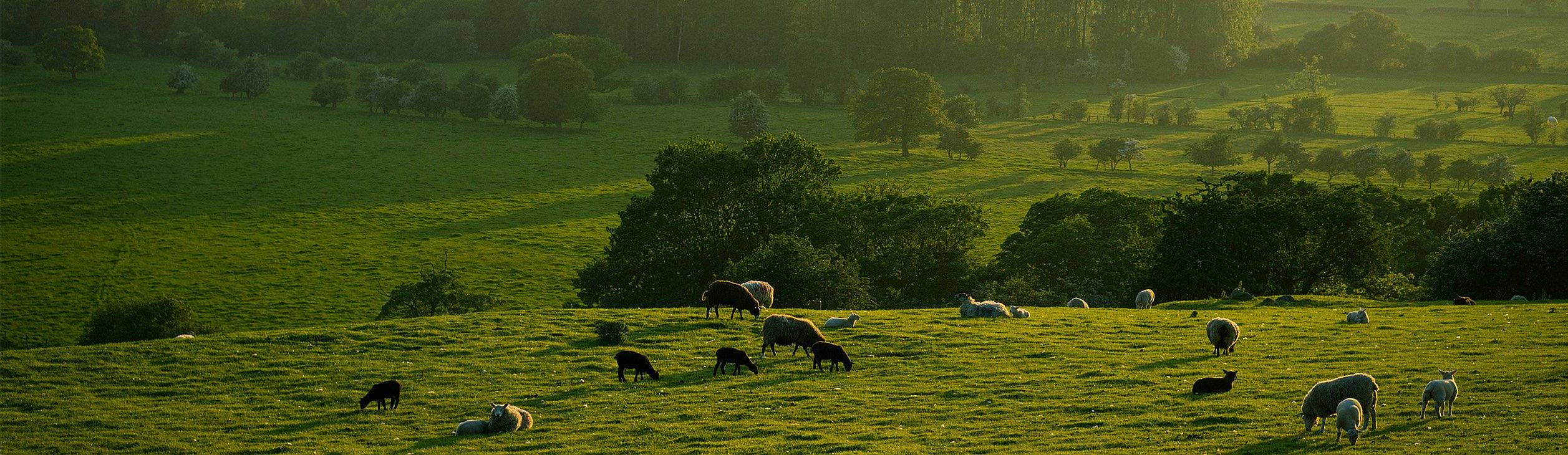 prairie et moutons