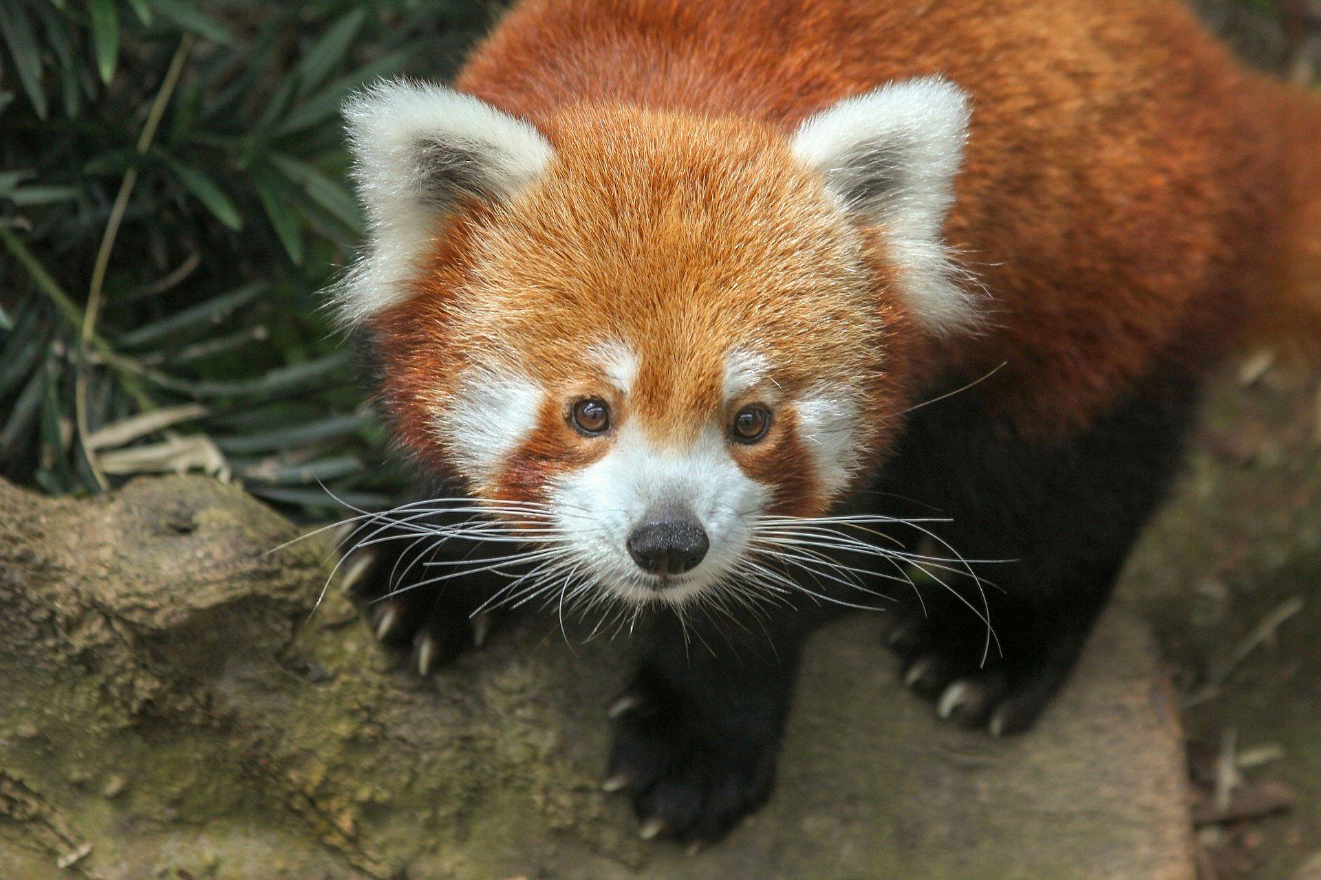 Sur la piste du panda roux, espèce menacée, au Népal