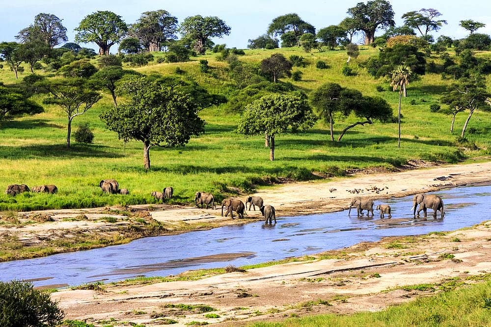 Safari dans les grands parcs du Kenya et de Tanzanie