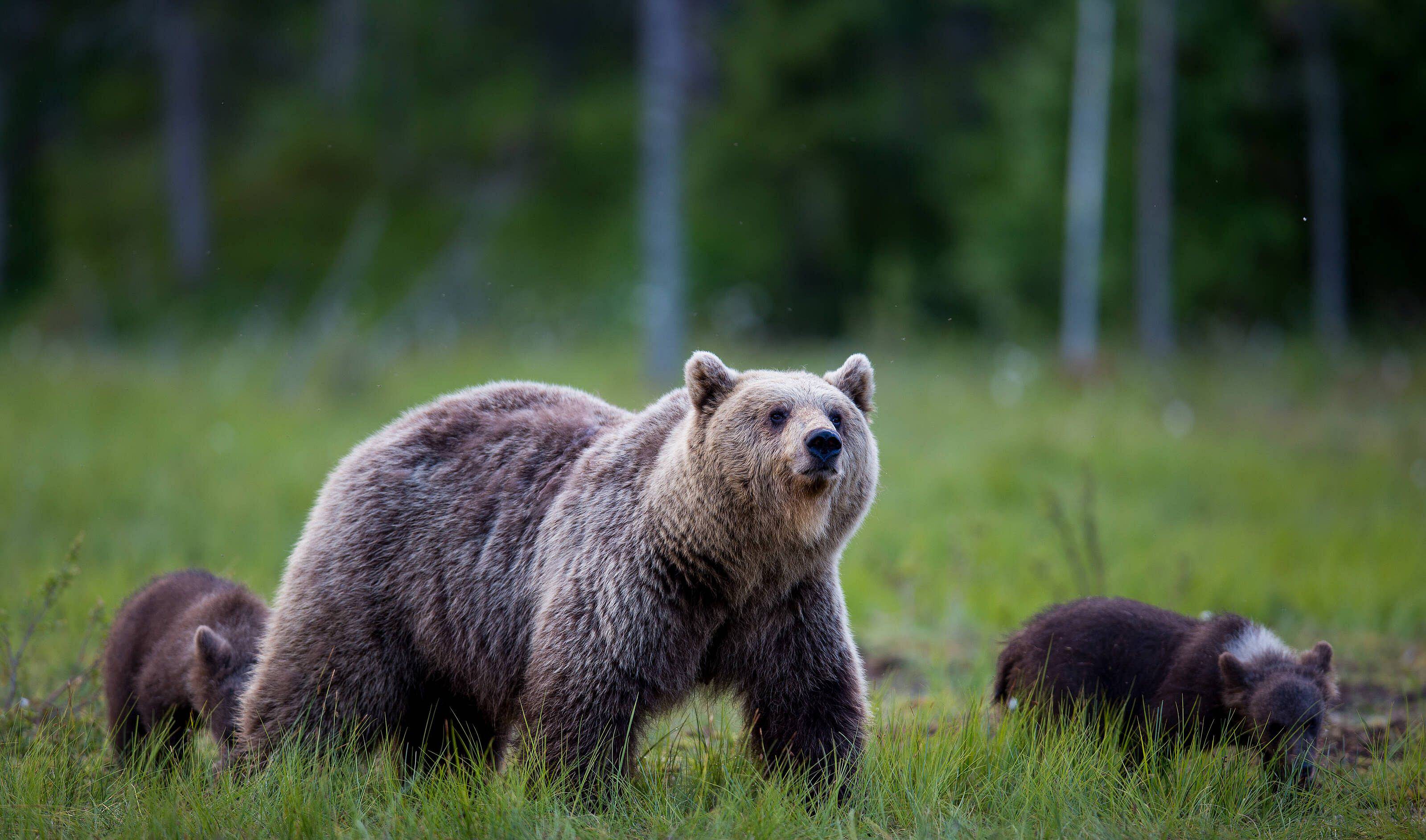 Tre parchi nazionali lapponi, huskies e orsi bruni