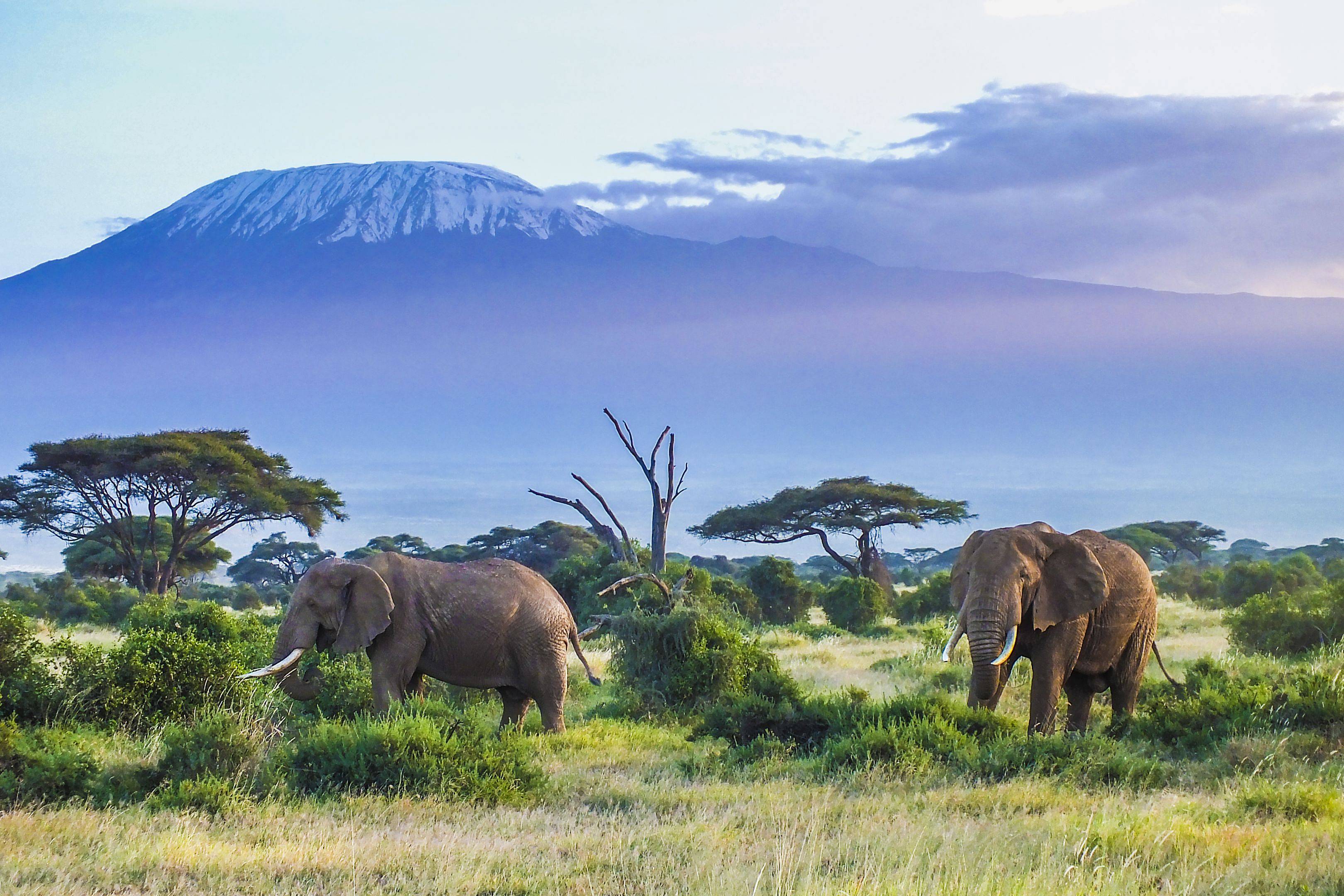 Duo Kenya et Tanzanie, des neiges du Kilimandjaro au cratère du Ngorongoro