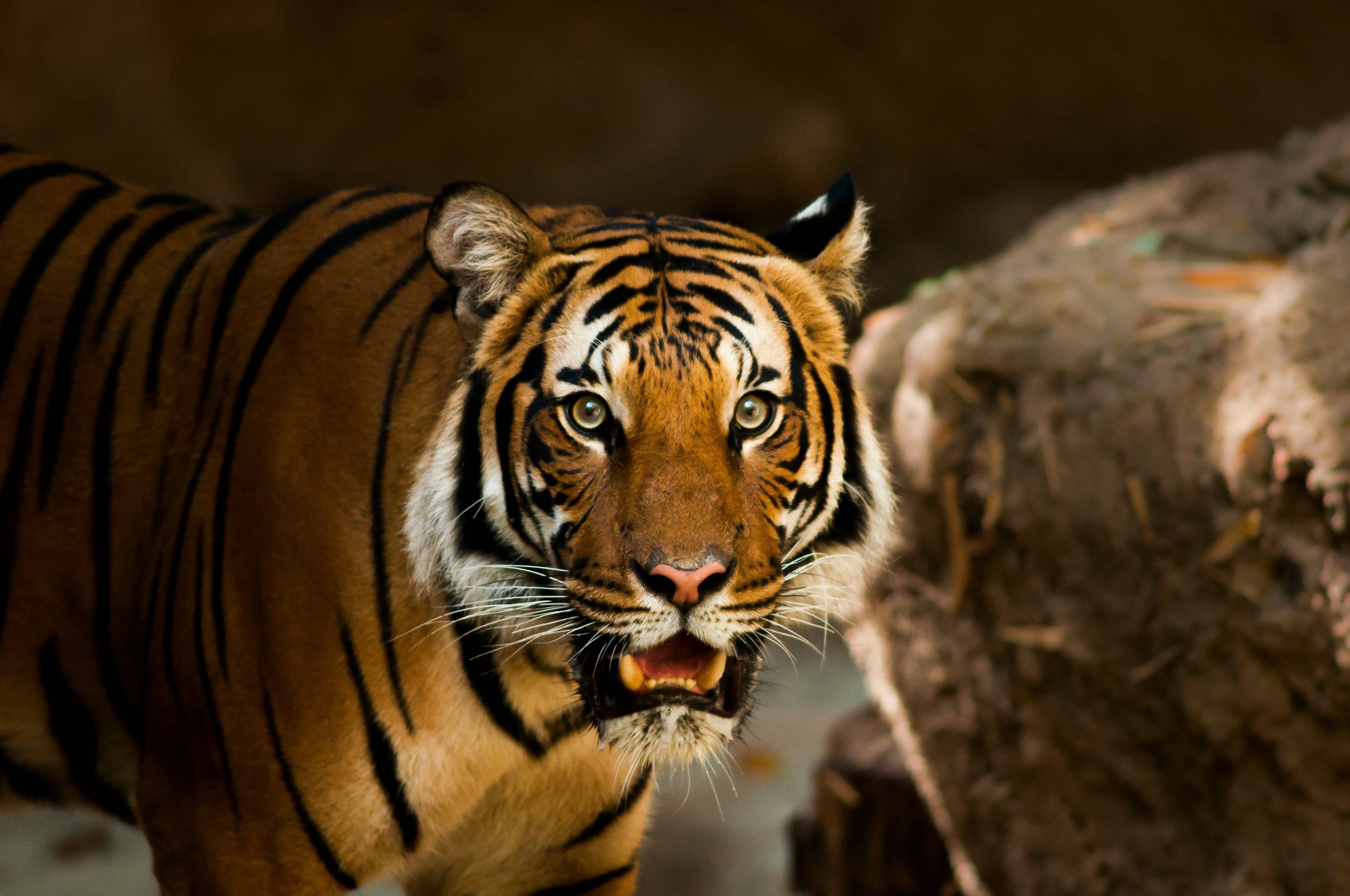 Auf der Suche nach dem Bengalischen Tiger im Bardia-Nationalpark
