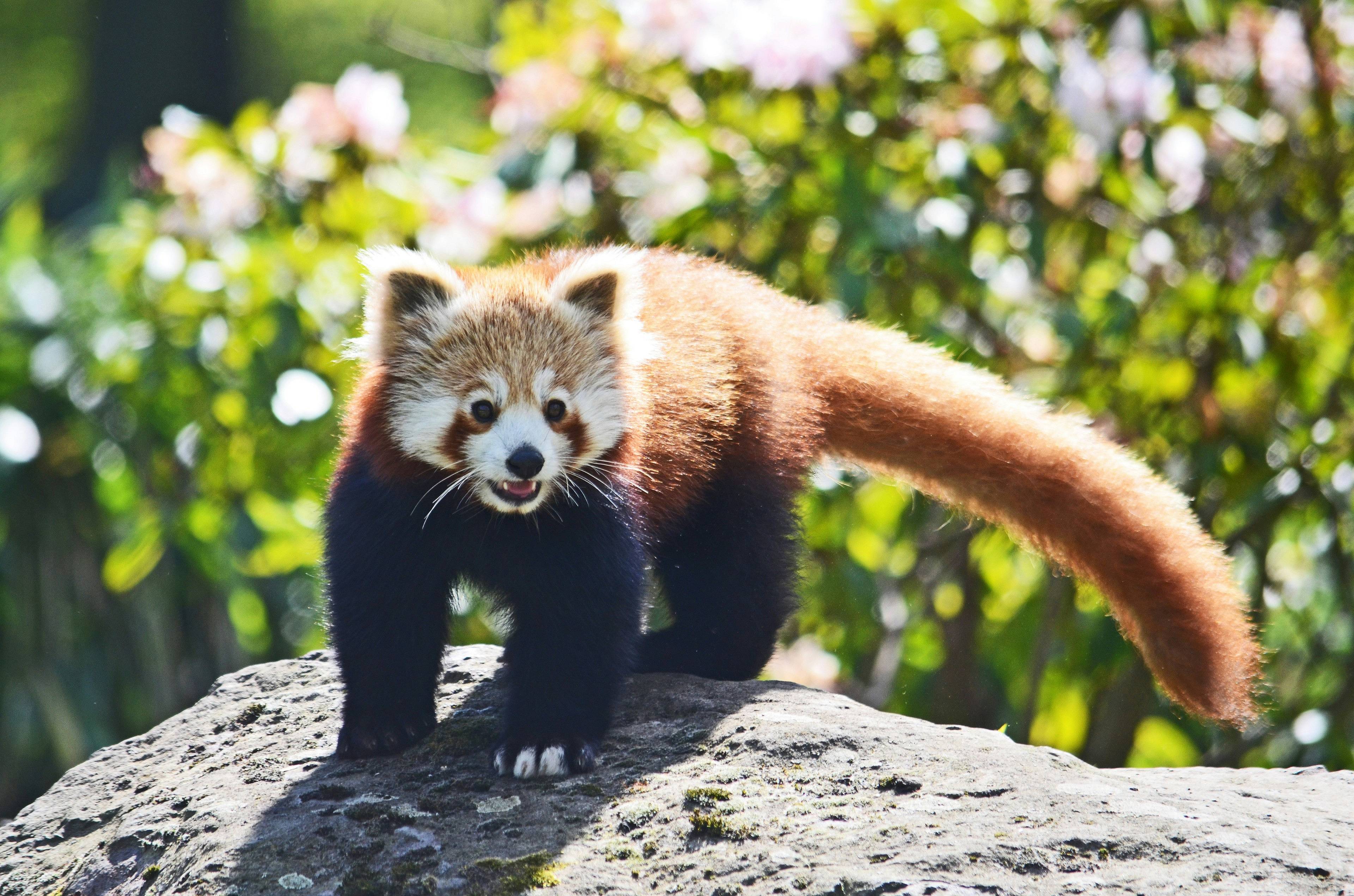 Auf der Suche nach dem gefährdeten Roten Panda