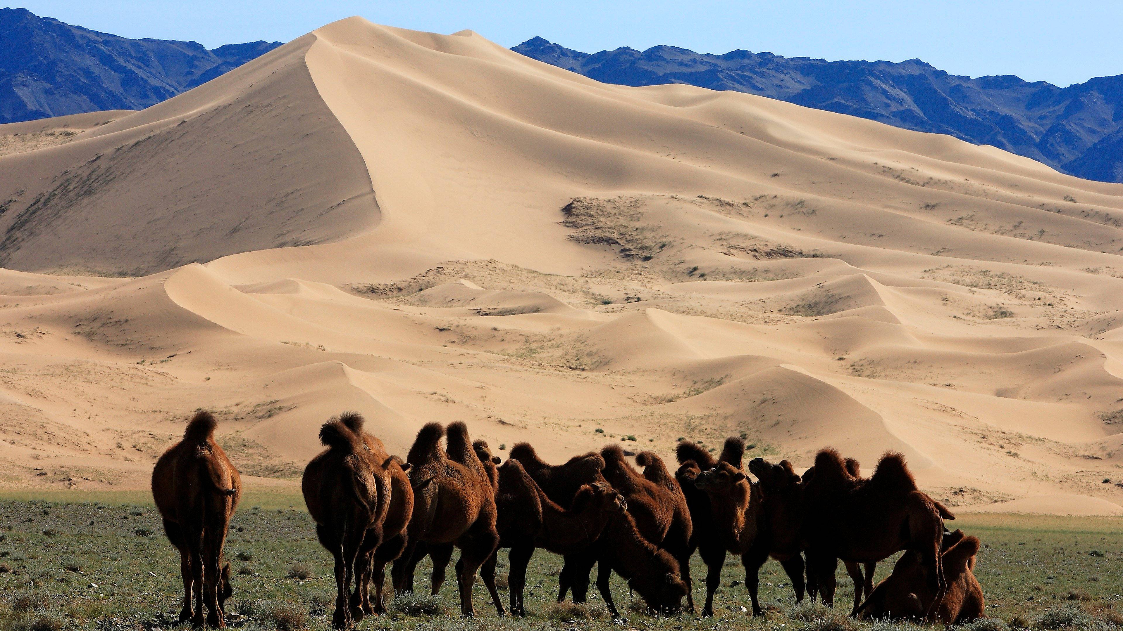 Du désert de Gobi aux steppes centrales