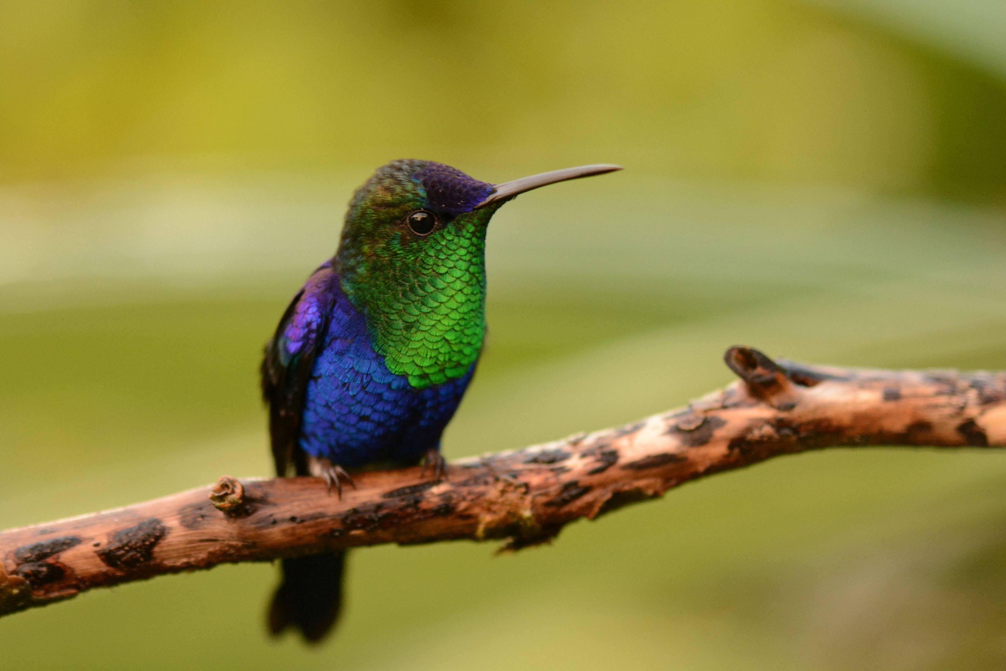 Voyage ornithologique en Équateur