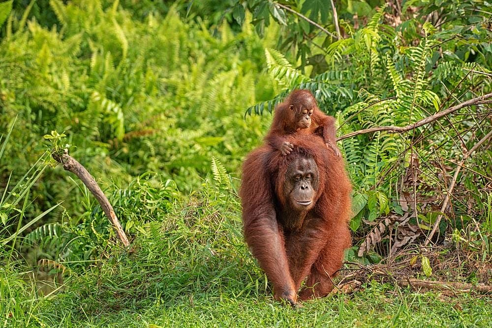 Rencontre en famille de la faune tropicale indonésienne