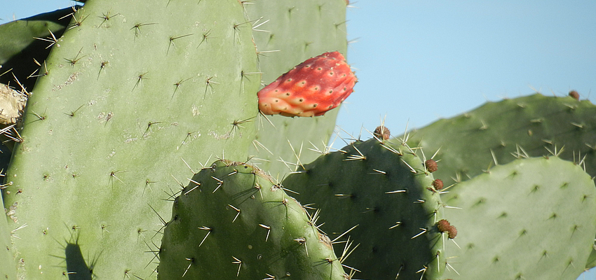 I cactus