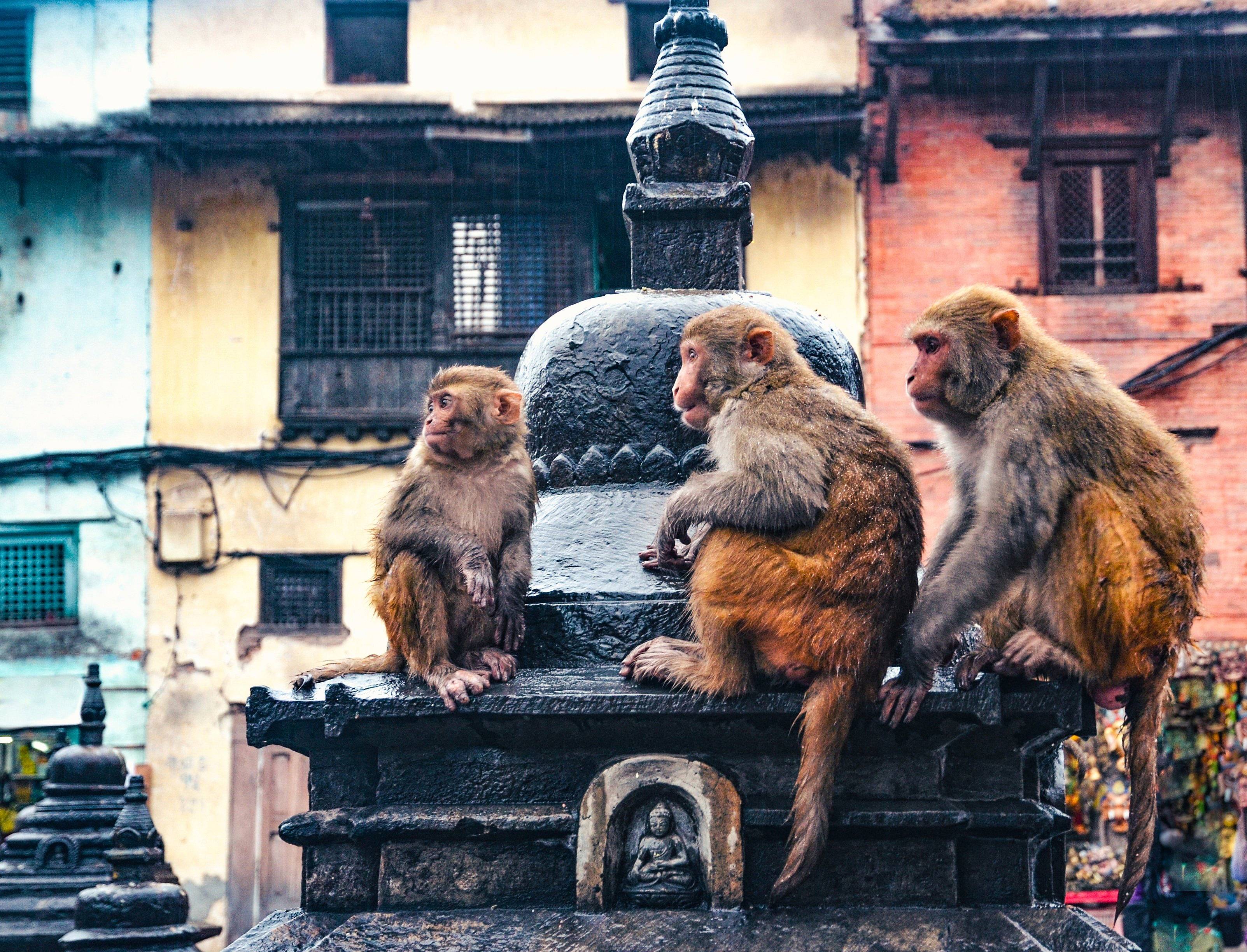Familienreise, kombiniert aus Kultur, Natur und Safari in Nepal