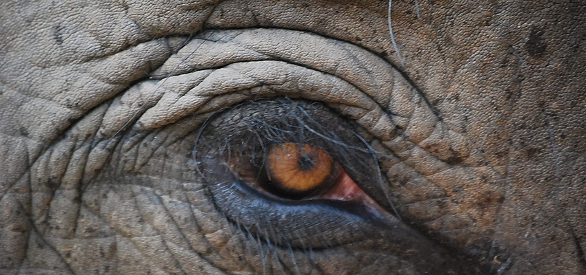 Le regard d'un éléphant