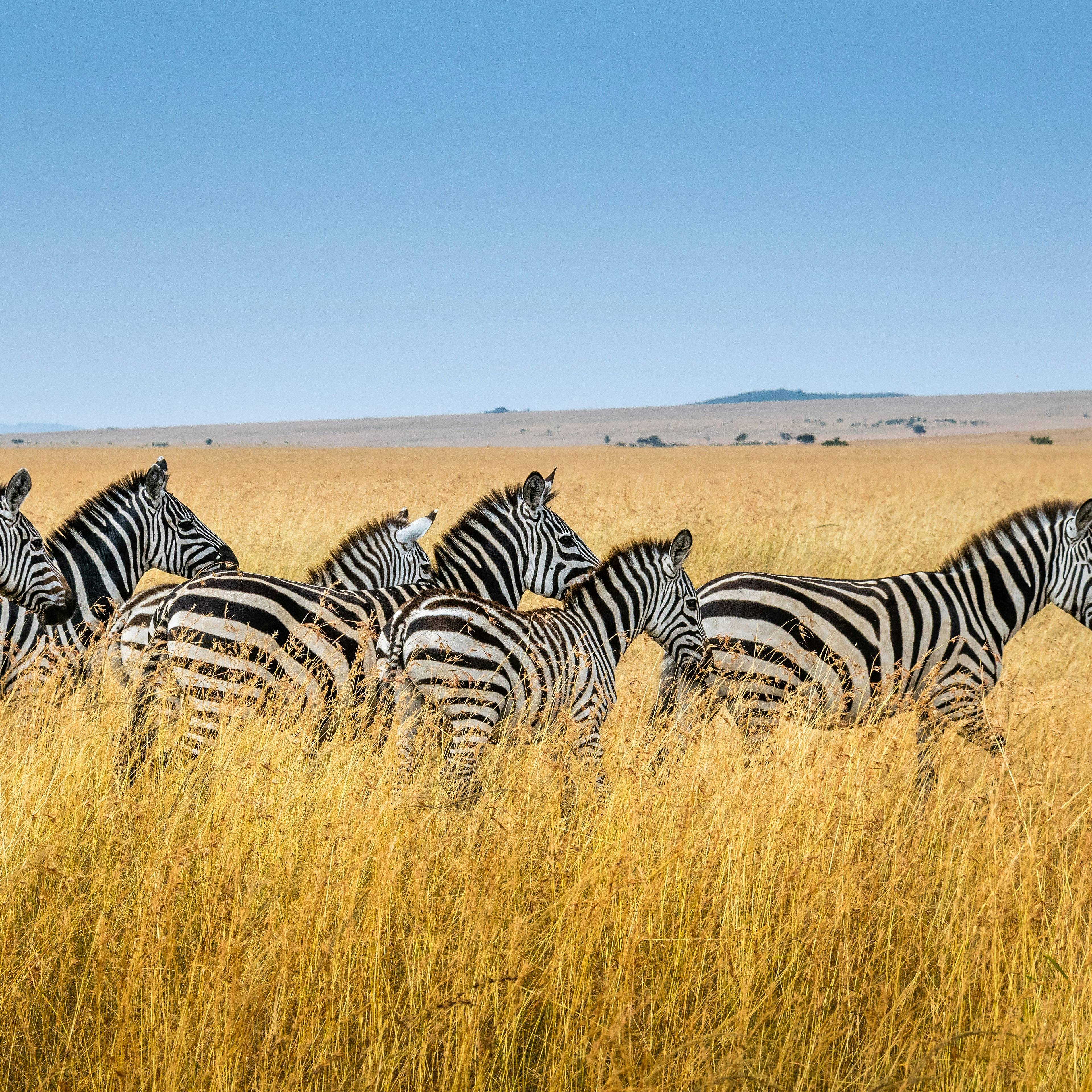 Viajar a Kenia en abril y Semana Santa: Todas nuestras rutas