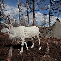 Les Tsaatan, peuple nomade éleveurs de rennes de la Taïga