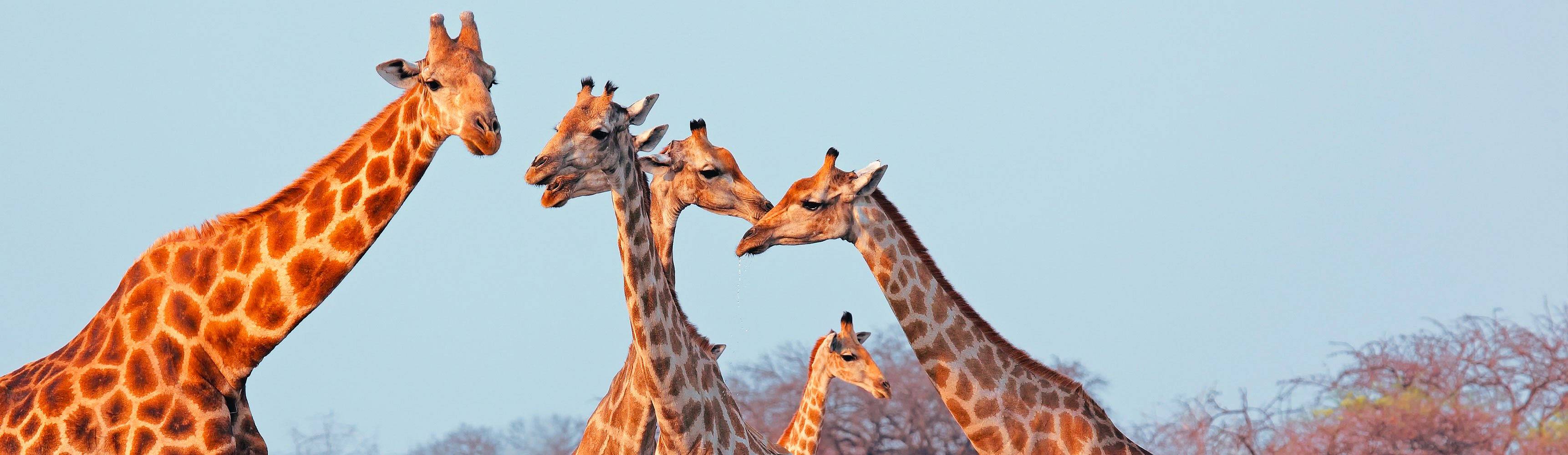 Meine Winter - Namibia - Reise jetzt individuell gestalten