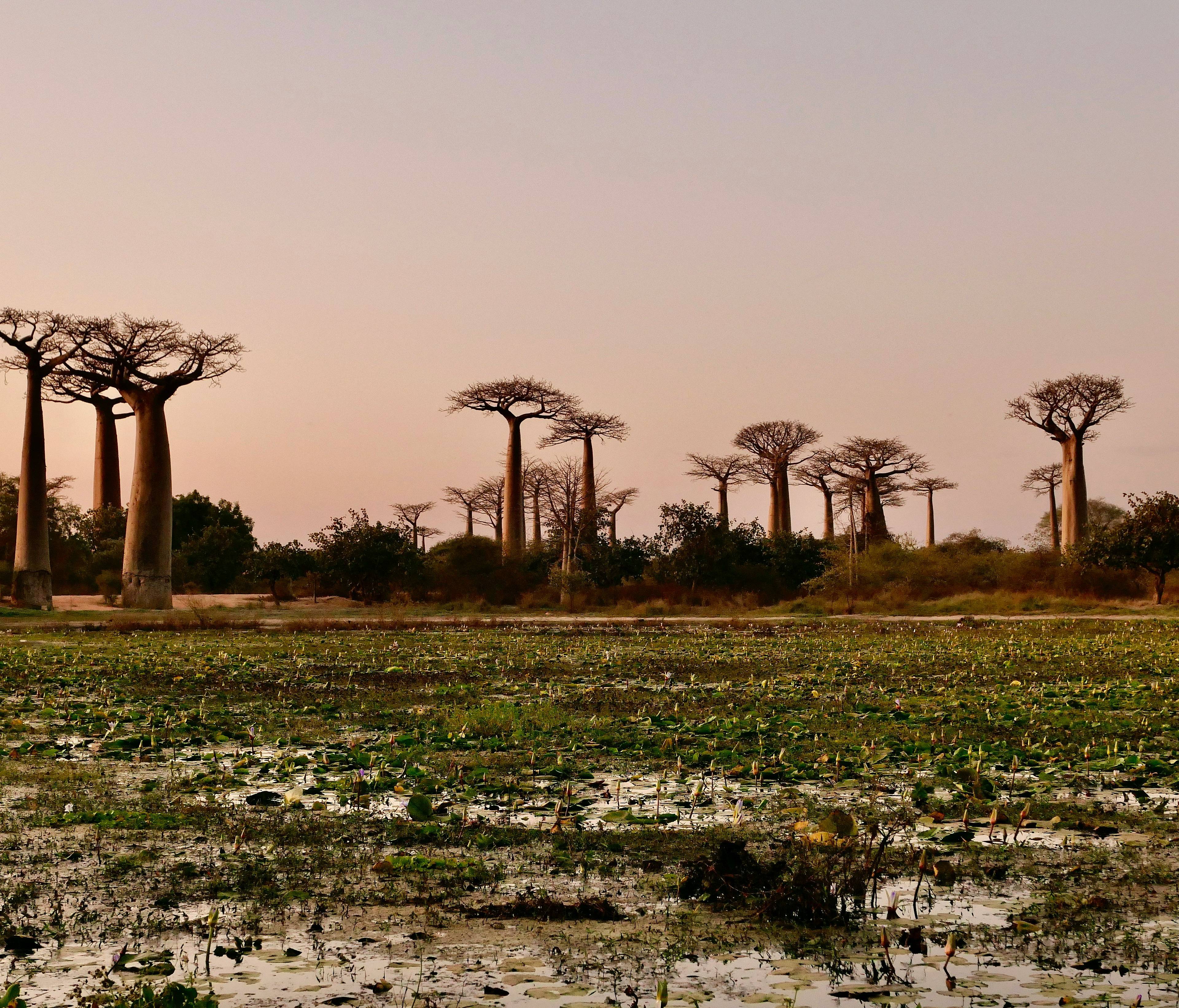 Meine Winter - Madagaskar - Reise jetzt individuell gestalten