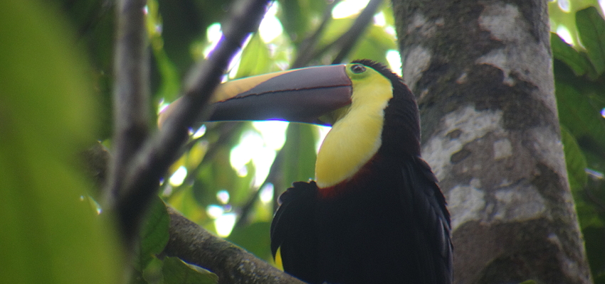 Un toucan au Parc National Corcovado