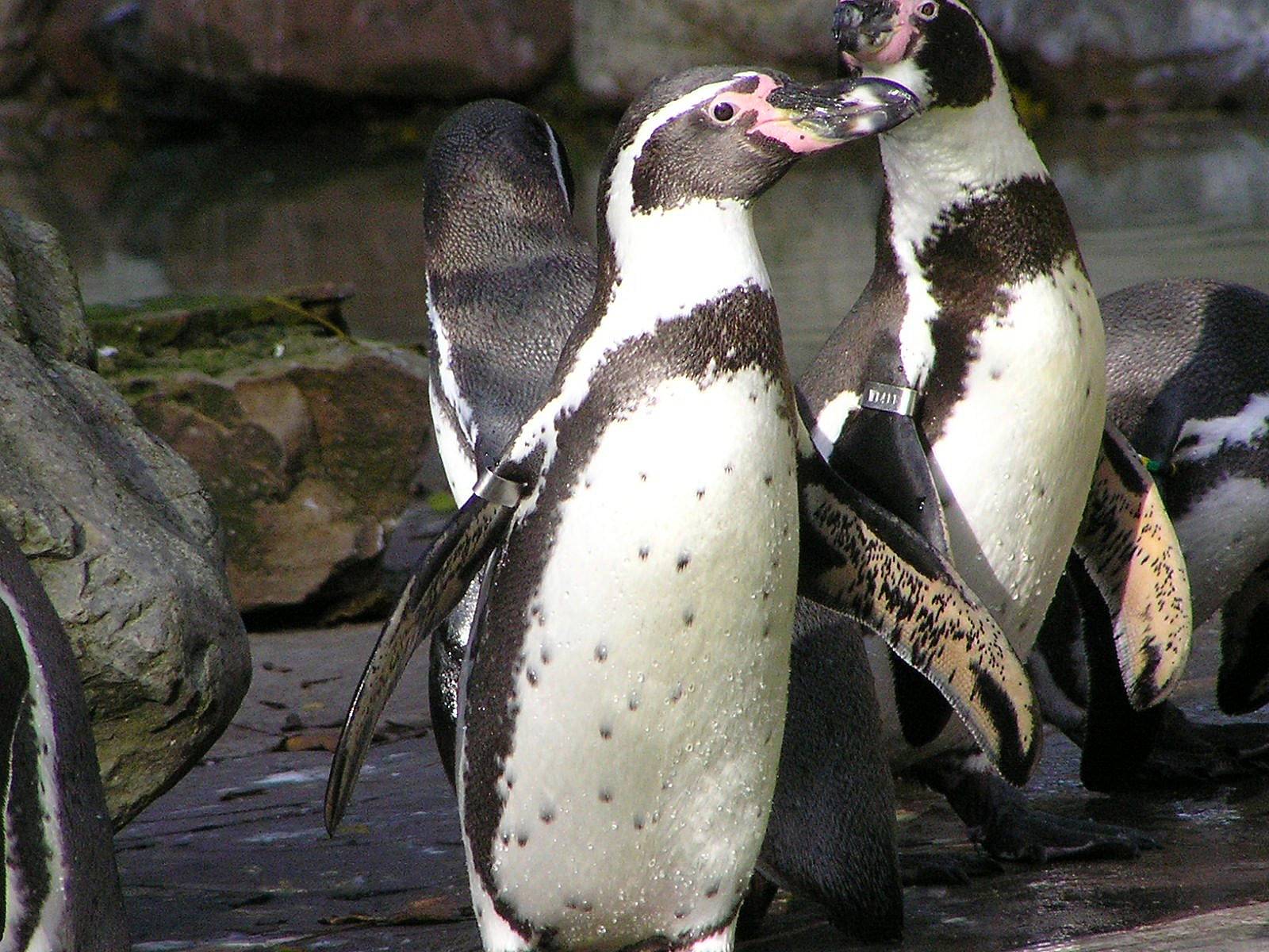 Reserva Nacional Pingüinos Humboldt