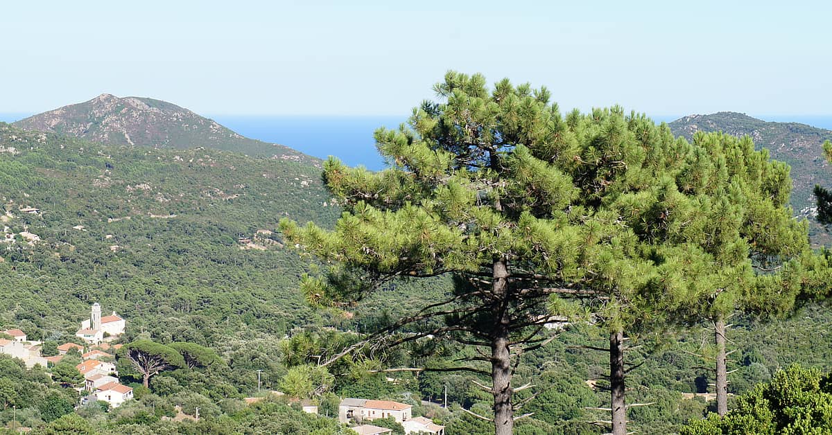 Corsica: Customised Travel Conca and Tours | Evaneos