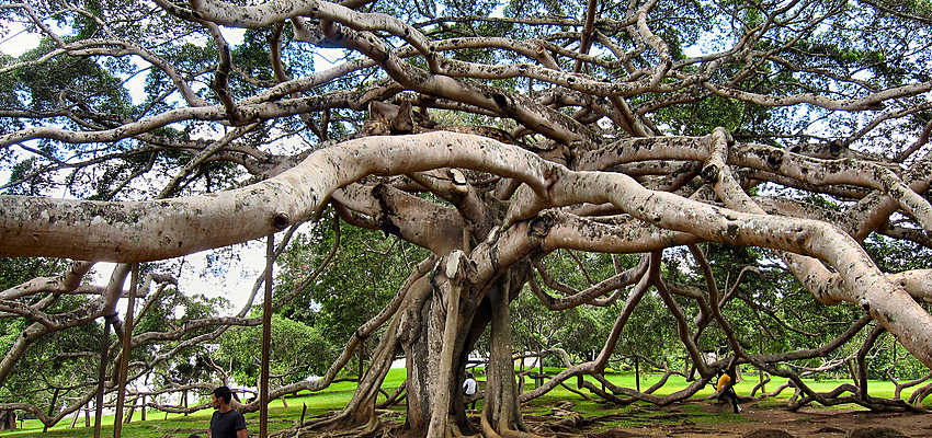 View of the Botanical Gardens in Kandy, Sri Lanka