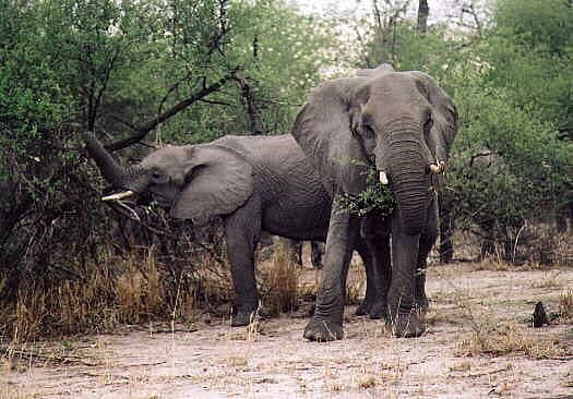 Parc National des Éléphants d'Addo