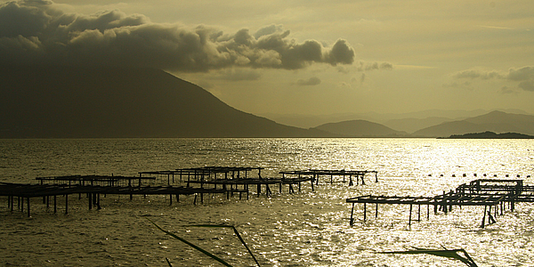 Degustación de ostras con vista sobre Baia Sul.