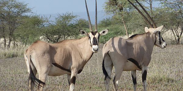 Antilopen in Gambela