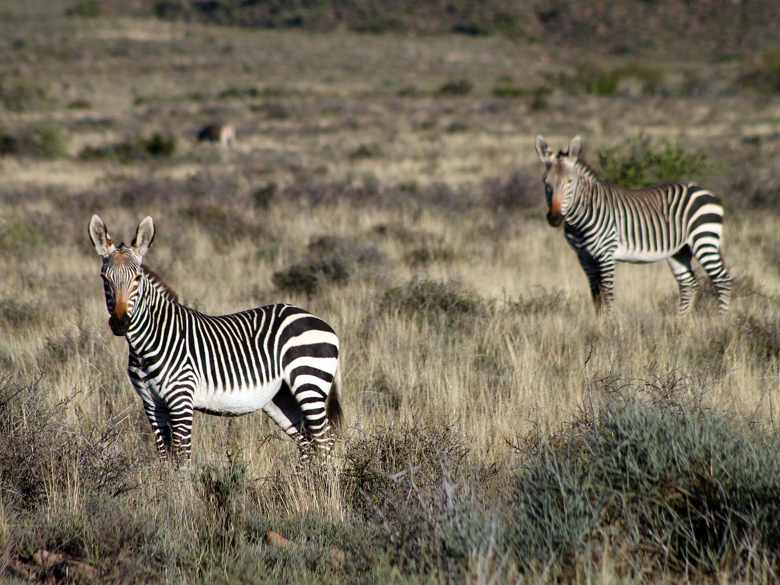 Visit National Park Mountain Zebra in a tailor-made tour | Evaneos