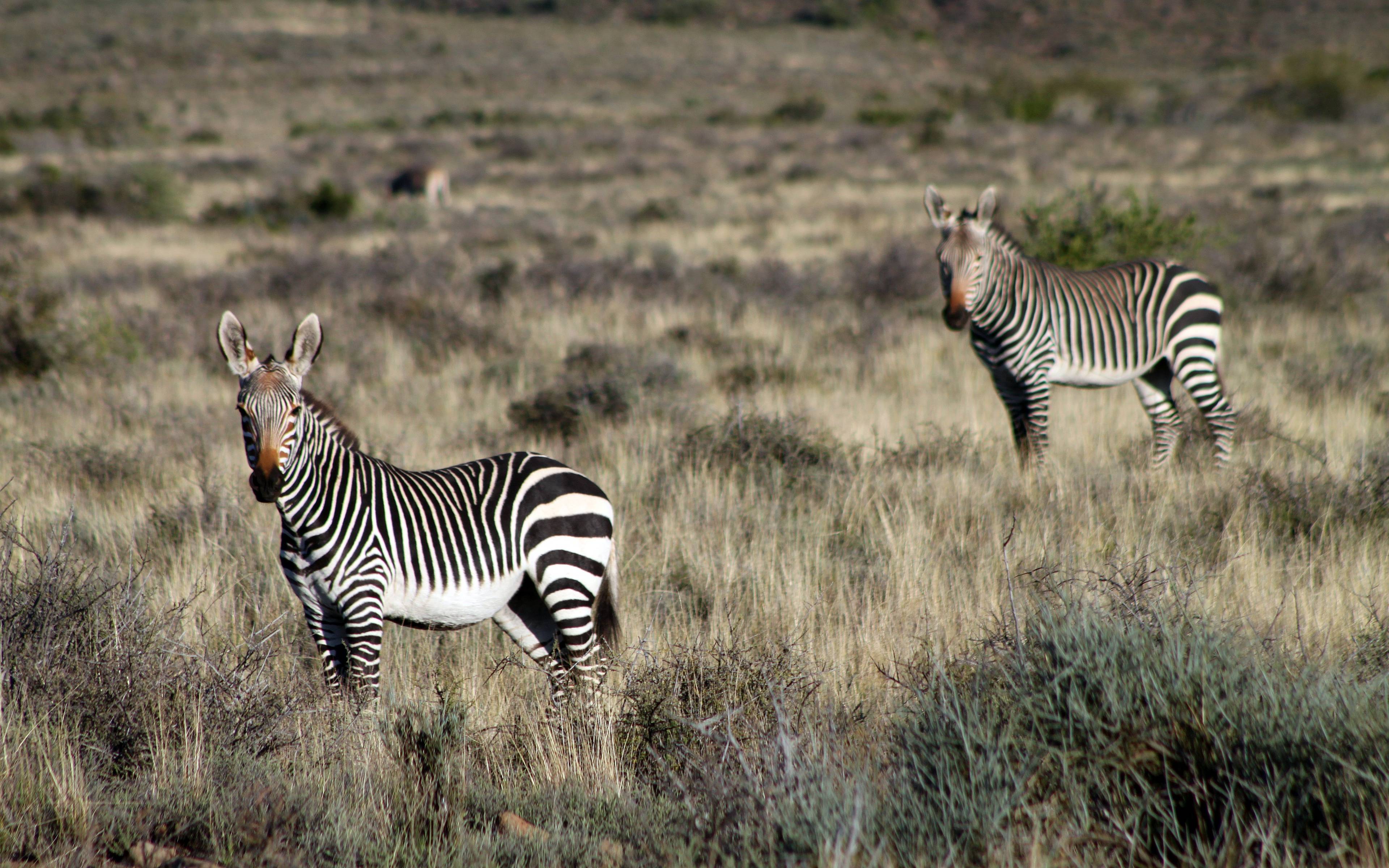 National Park Mountain Zebra