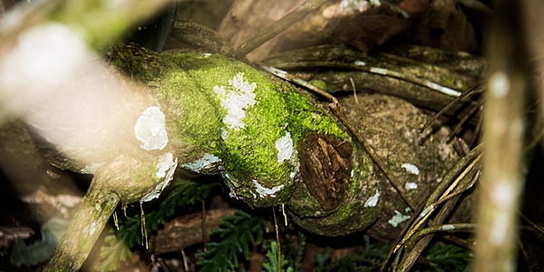 La liana de donde se obtiene la ayahuasca