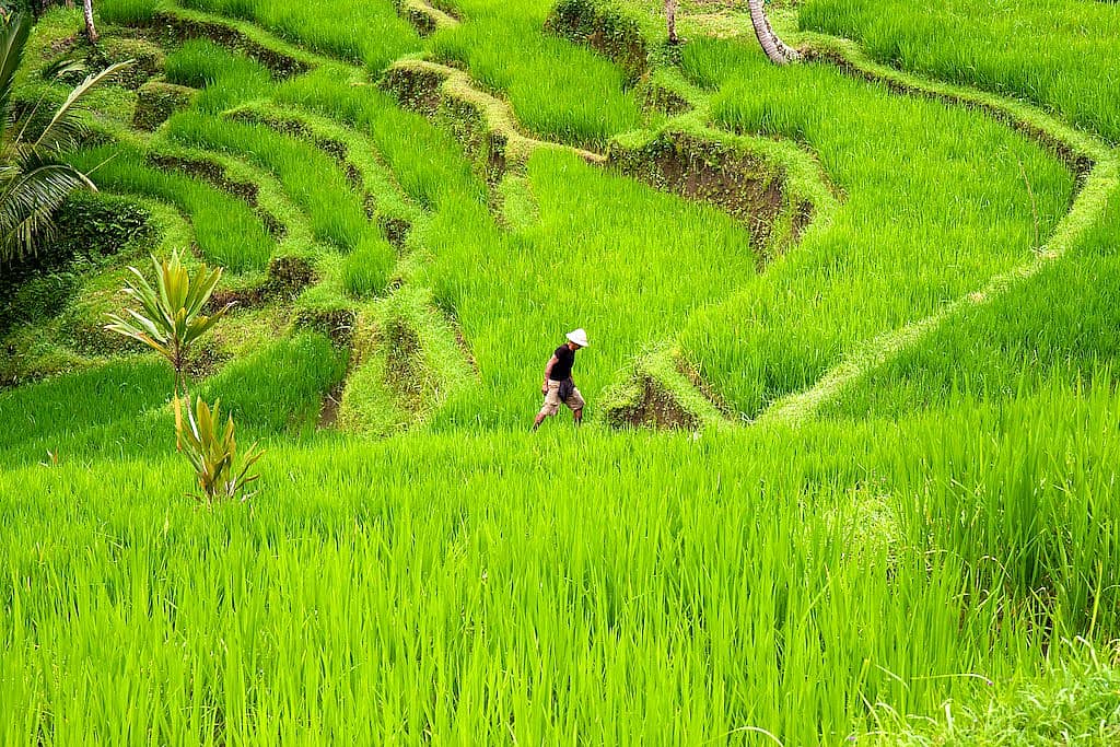 De Java à Bali: paysages de rizières , balades et rencontres locales