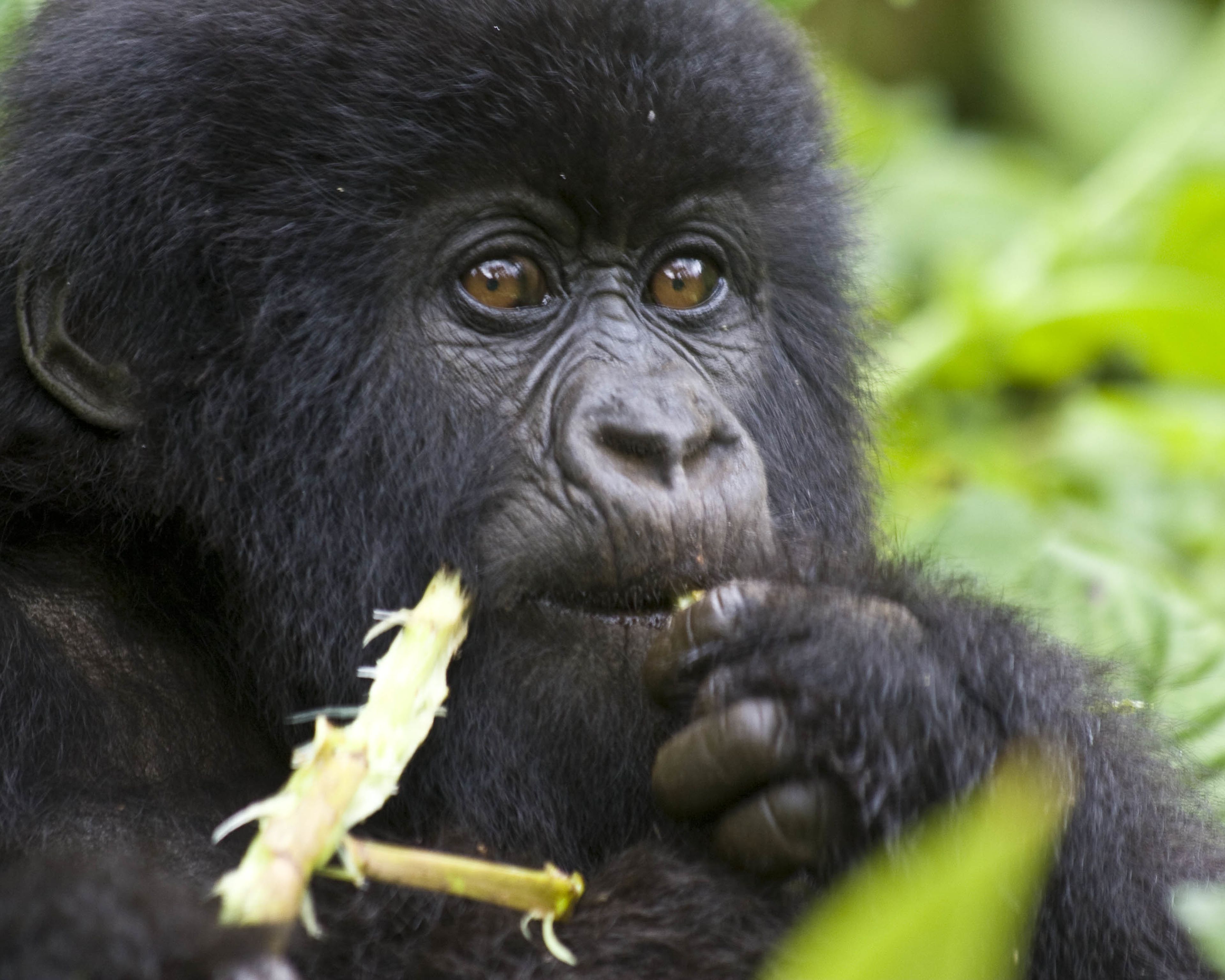 Ouganda-Rwanda, pays des volcans et des primates
