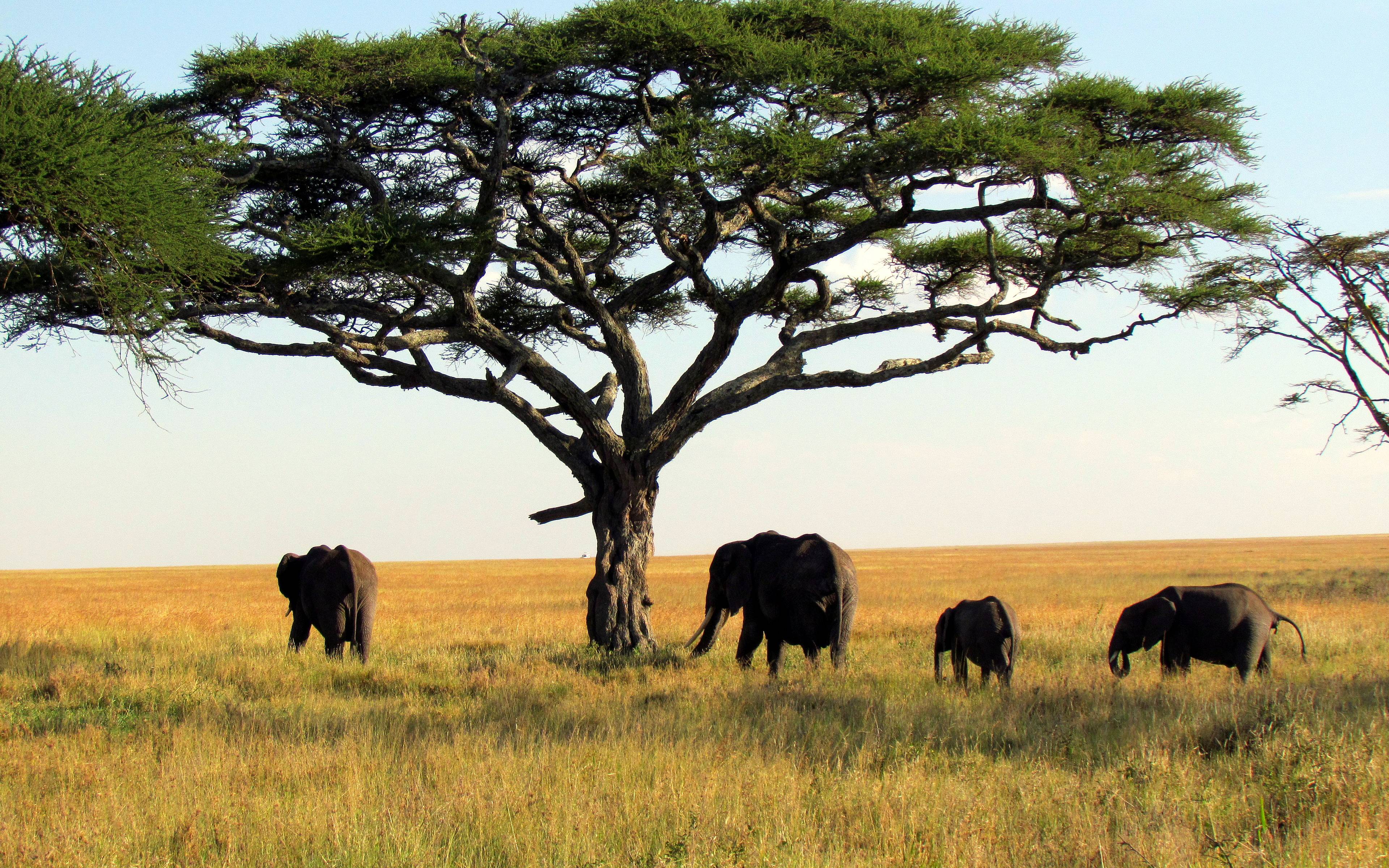 Le Serengeti et ses grandes plaines
