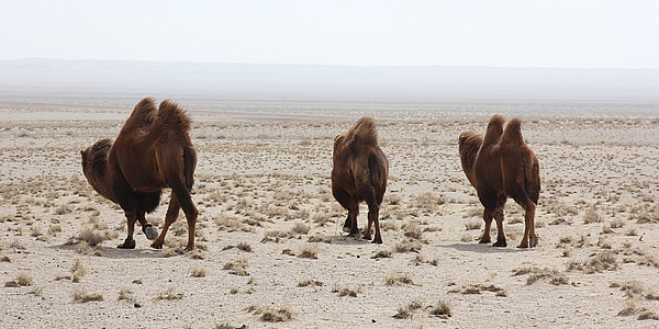 ¡Habitantes del desierto de Gobi a cuatro patas!