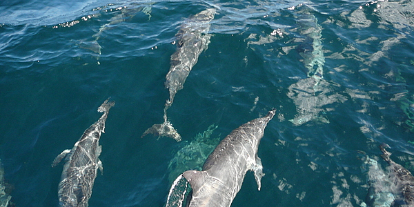Dauphins venant jouer devant l'étrave du bateau Bahamas