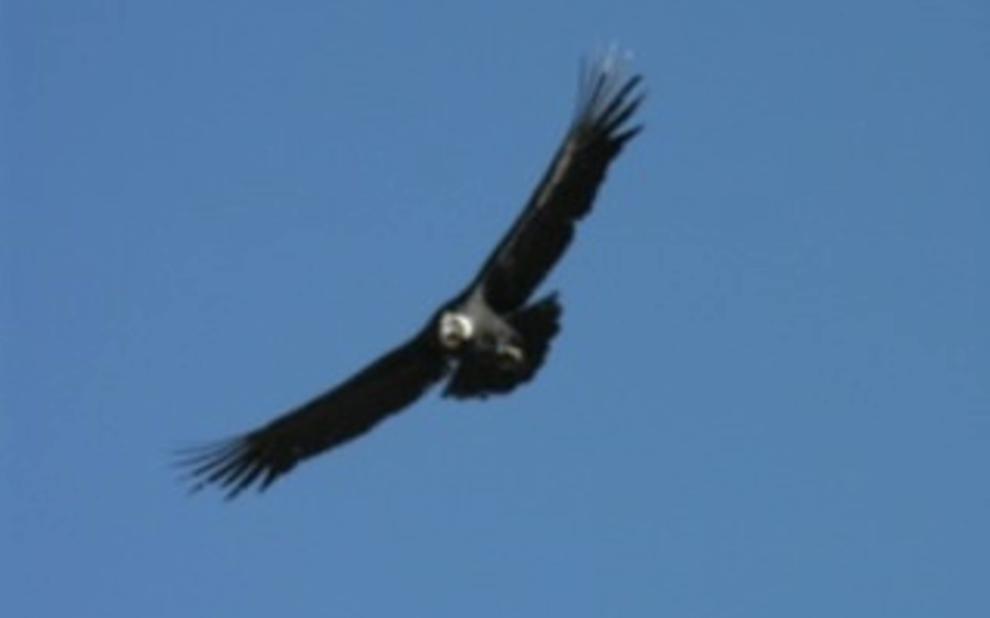 Vol du condor, retour à Chivay et route pour Puno 