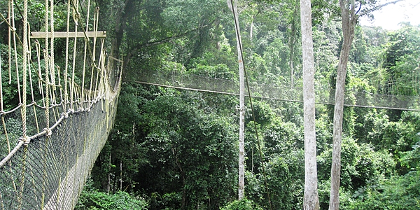 Jungle et ponts suspendus, Kakoum