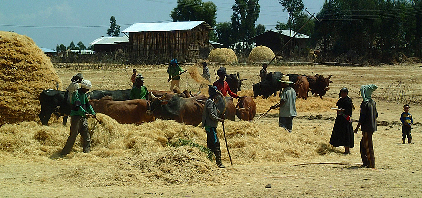 Etiopi che lavorano nei campi