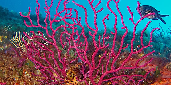 Plonge sous-marine