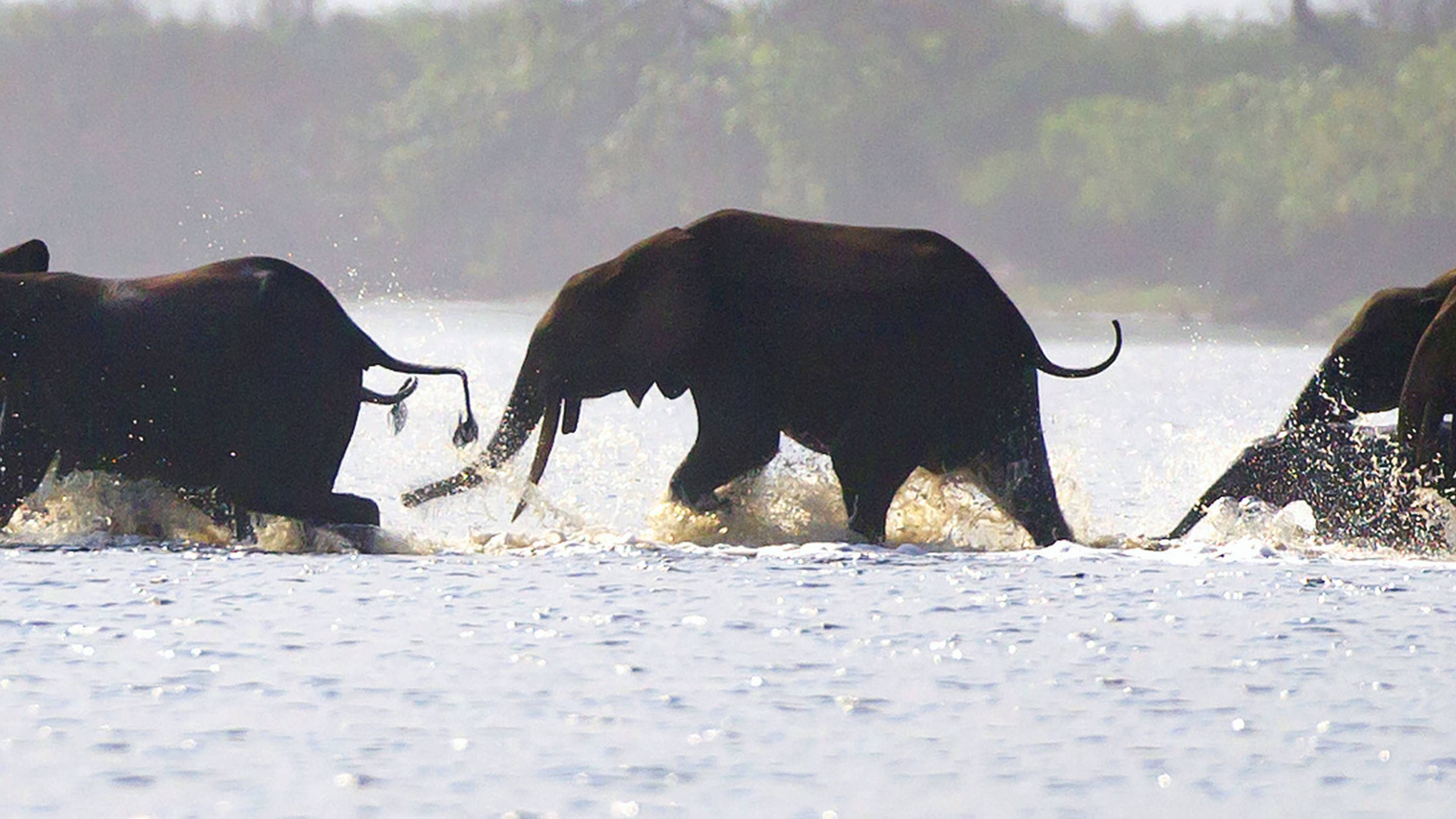 Eléphants du Gabon
