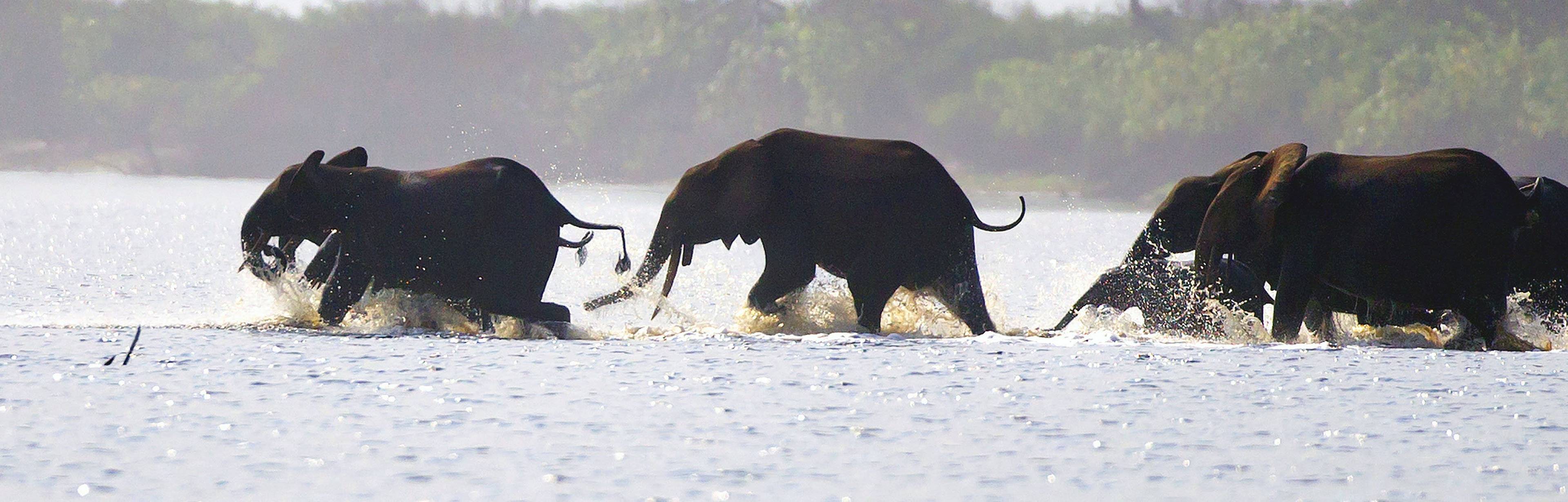 Eléphants du Gabon