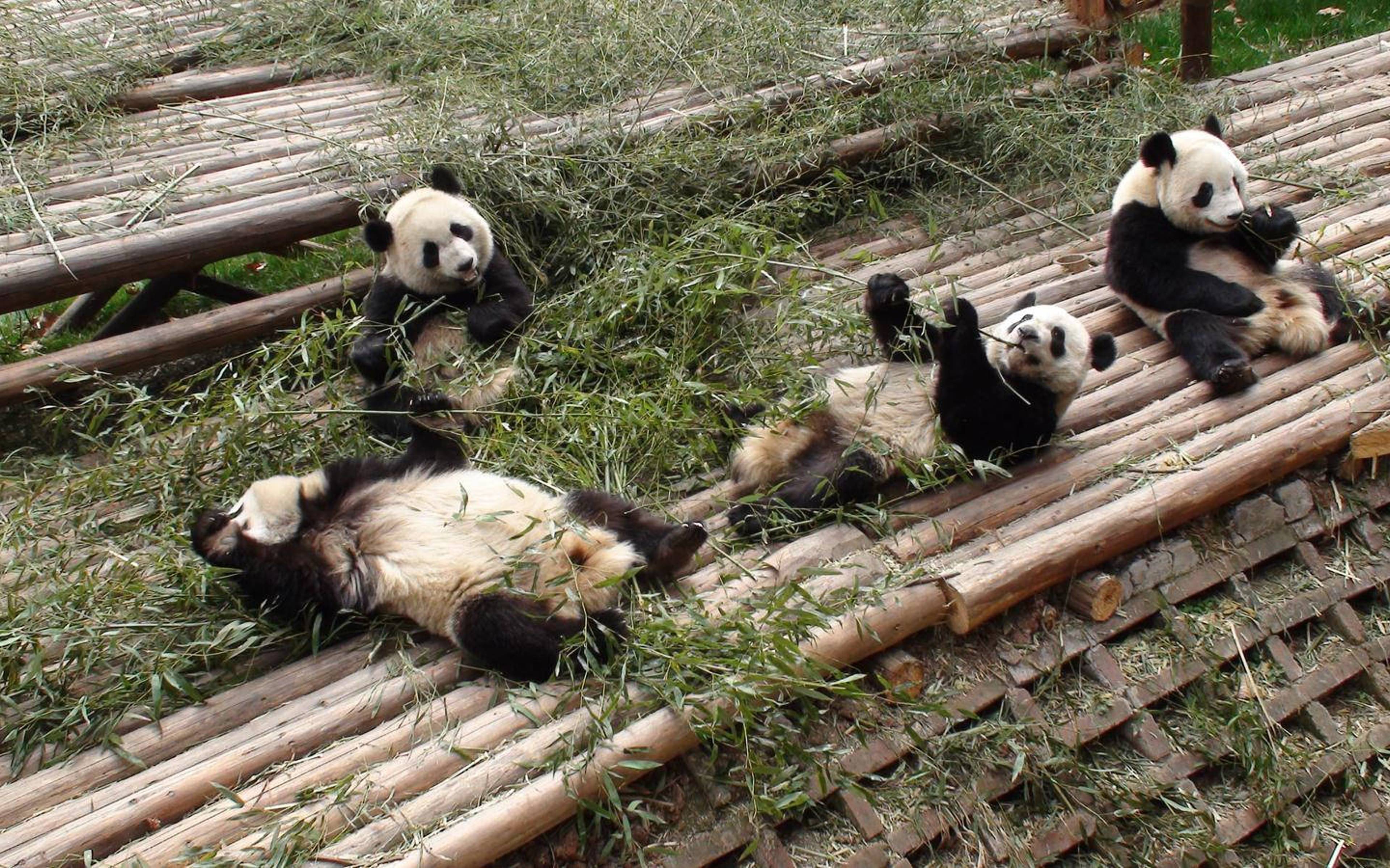 Besuch des Panda Breeding Research Instituts