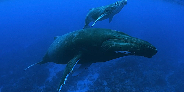 Baleines à bosse dans les eaux de Rurutu