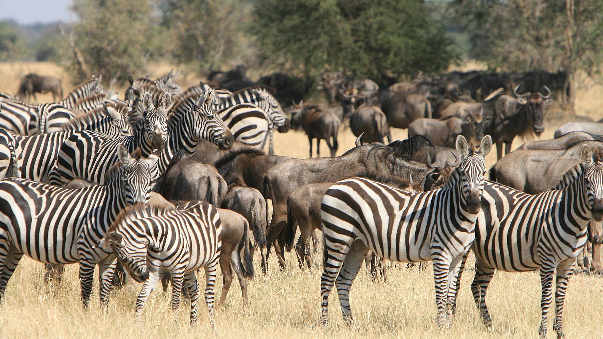 Safari grande migrazione