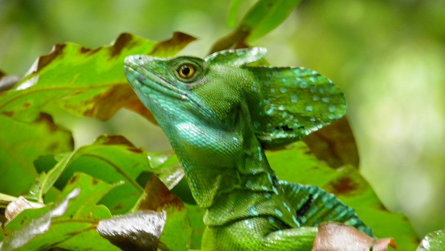 Flora Y Fauna En Costa Rica