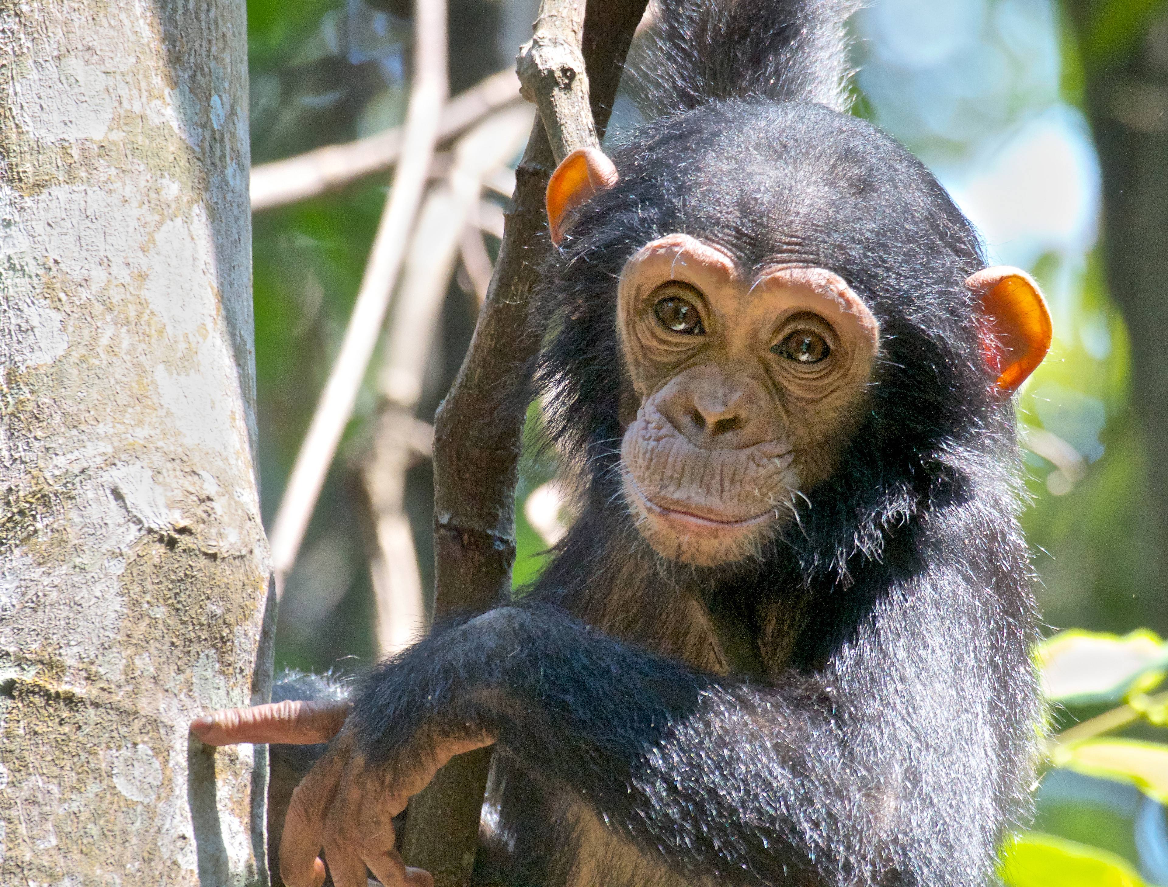 Extension au sanctuaire des chimpanzés à Mahalé