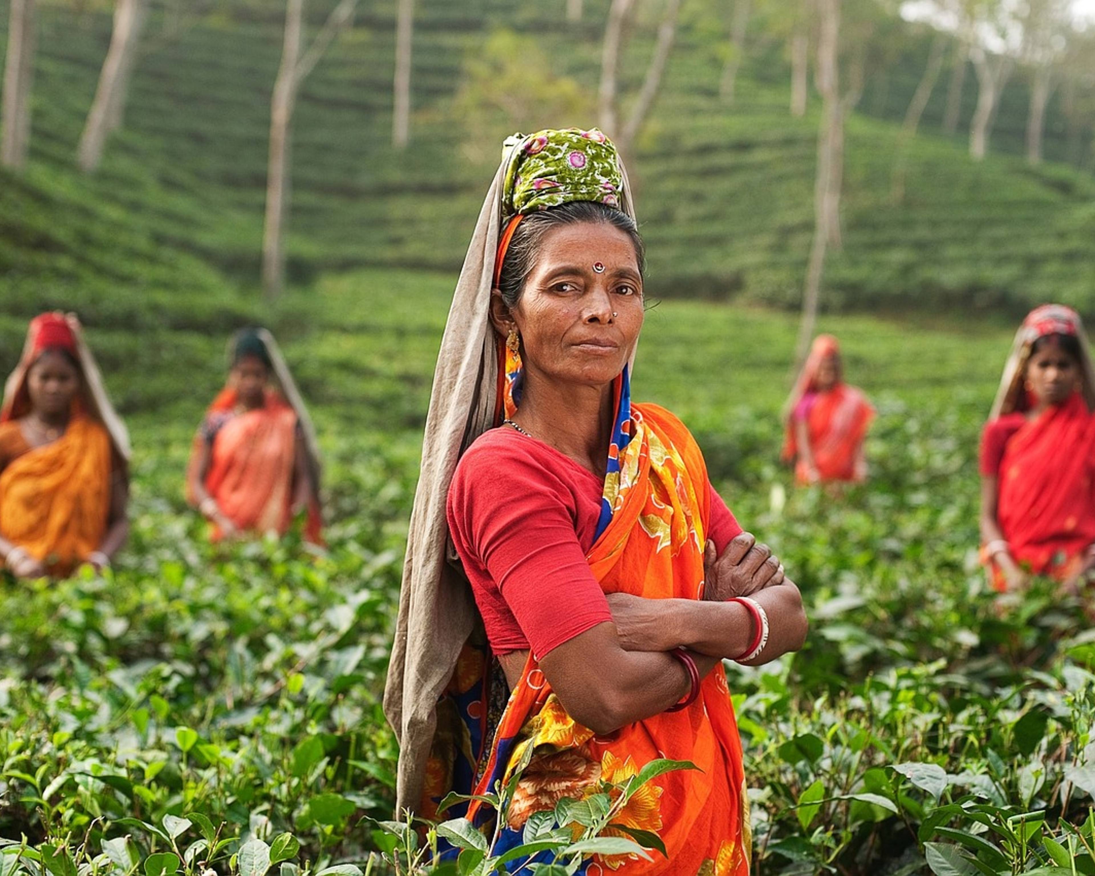 Darjeeling, avec les producteurs de thé