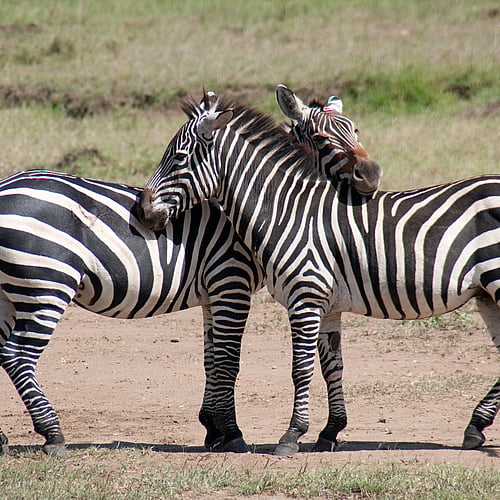 100% safari à Masai Mara, Nakuru, Amboseli - 