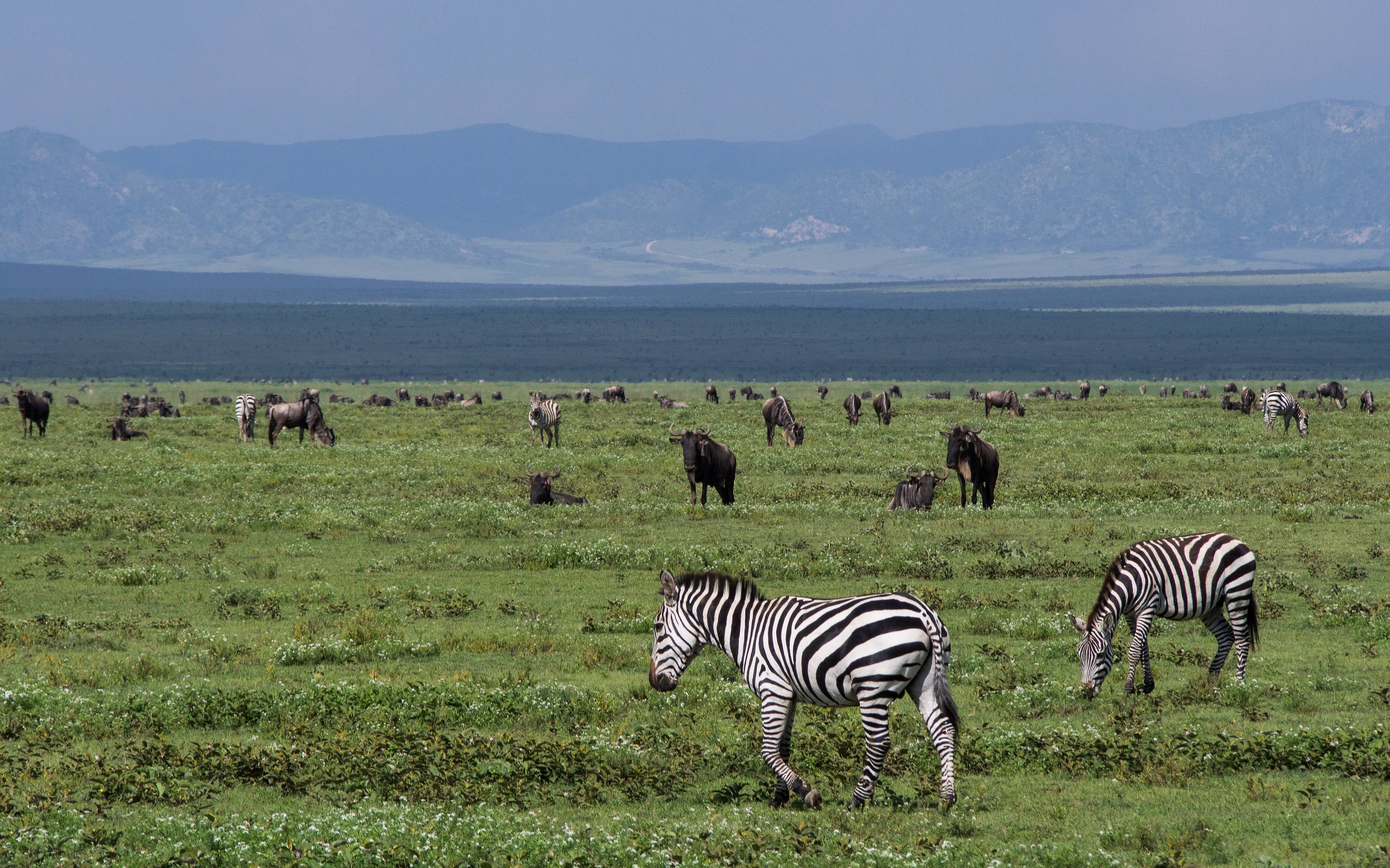 Safari a Ndutu