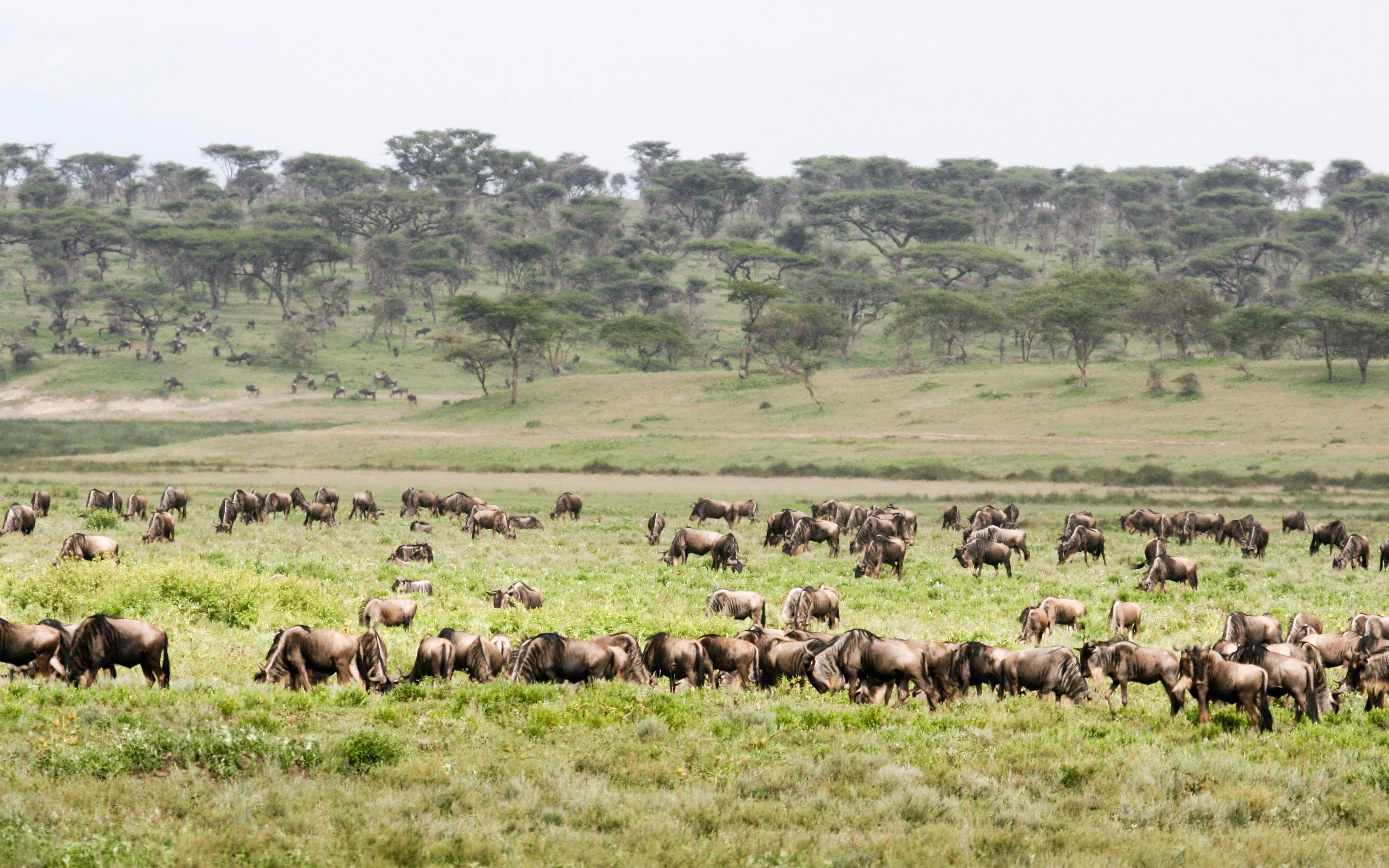 Safari nelle regione di Ndutu