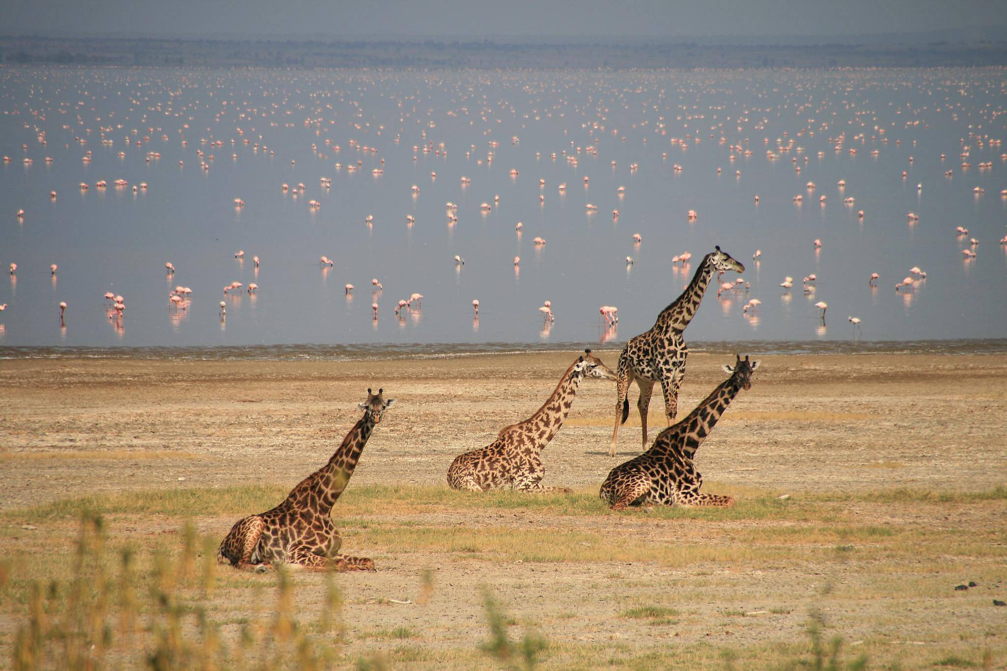 Safari al lago Manyara