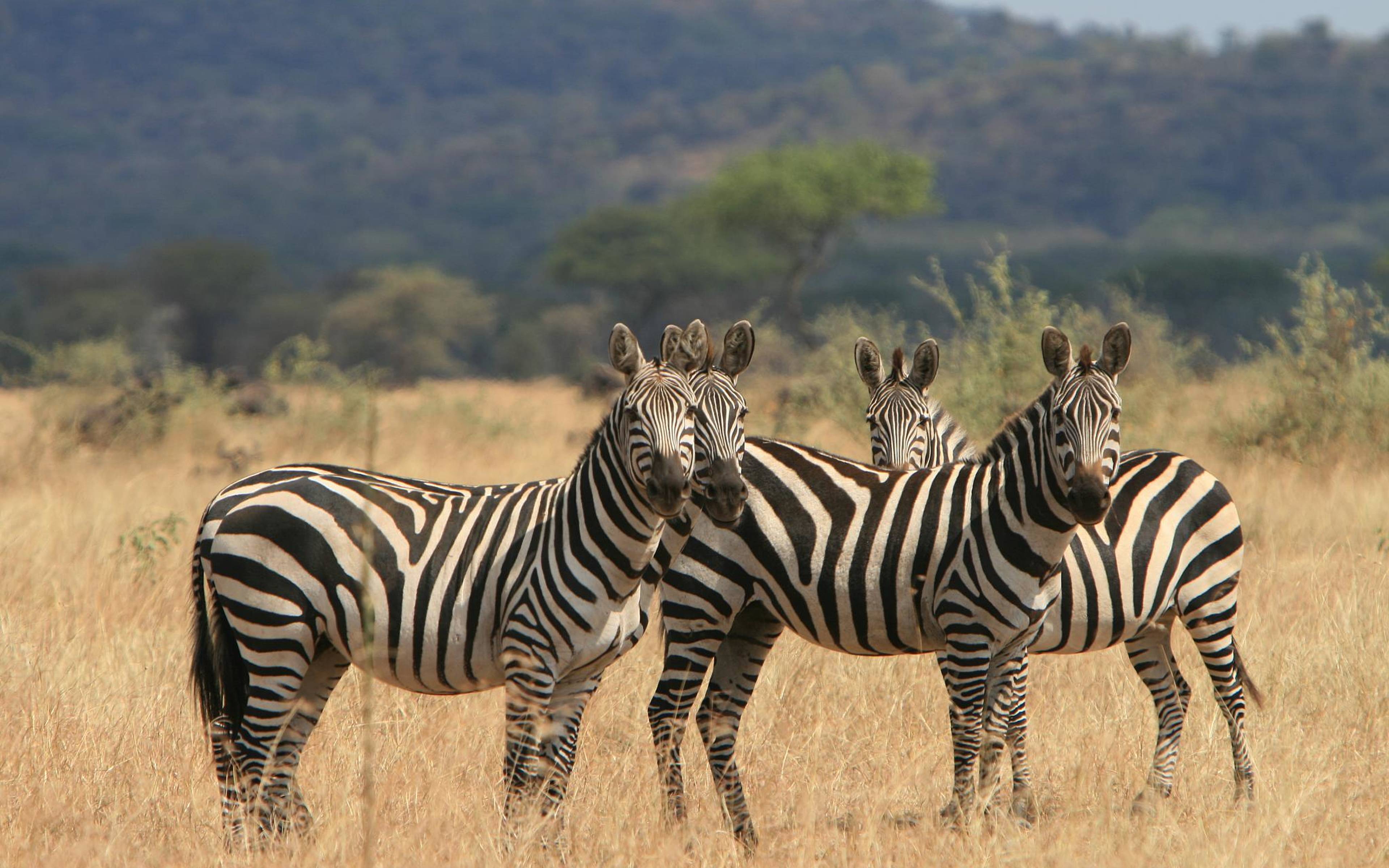 Safari nel Serengeti